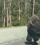 Yellowstone Bison Meanders Past Tourist's Car