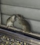 Rats Kissing