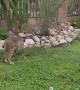 Brave Tortoise Squares Up to Bobcat
