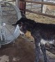 Baby Donkey Enjoys Fan