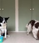 Border Collie vs Springer Spaniel Cup Stacking Race