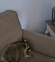 Raccoon Loves Being Thrown Onto Couch