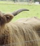 Girl Feeding the Highland Cow From the Mouth