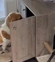 Kitten and Puppy Slingshot Teamwork