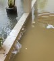 Villa Flooded in Bali