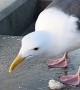 Thirsty Seagull Asks For Help With Dry Spigot