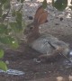 Bunny Cooling Off in the Arizona Heat