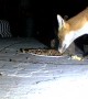 Fox Moves Hedgehog Out of the Way for a Drumstick