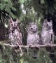 Three Owls Perch On Tree Branch