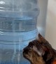 Water Loving Cat