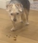 Dog Caught Cheating on Her Diet