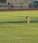 Deer Visits Football Field During Game