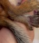 Small Squirrel Loves Neck Scratches