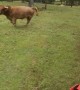 Highland Bull Helps Spread Hay