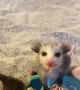 Baby Opossums Have a Fruit Party