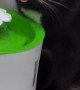 Cat Drinks Via Bluetooth