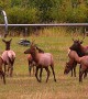 Bugling Bulls Announce Elk Rut Season