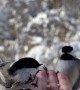 Chickadees Feast On Hand-Fed Bird Seed