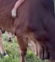 Gentle Bull and Boy Become Best Friends
