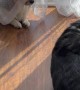 Corgi Plays a Sneaky Prank