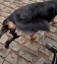 Dog Playfully Mouths Owner's Legs