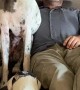 Great Dane Doesn't Fit In Occupied Recliner
