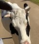 Befriending a Runaway Cow