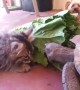Kitten and Tortoise Share Snacks Through Life