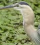 Bird Uses It's Beak in a Peculiar Way to Catch a Fish