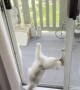 Kitten and Squirrel Play Through Screen Door