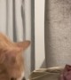 Cat Learns To Scratch By Copying Owner