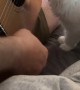 Deaf Maine Coon Kitten Experiences Music for the First Time