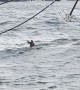 Deer Spotted Swimming Outside NYC