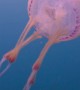 Tiny Fish Inside a Jellyfish