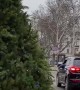 Christmas Tree Transportation