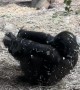 Somersaulting Baby Gorilla