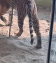 Sumatran Tiger Sprays New Enclosure