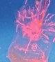Transparent Sea Salp
