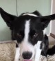 Border Collie Plays Connect Four
