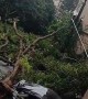 Multiple Cars Crushed by Trees in Downtown Sao Paulo