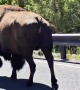 Bison Whisperer