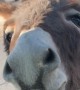 Friendly Donkey