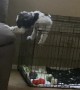 Dog Escapes Out of Crate