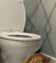 Wiener Dog Jumps in Toilet