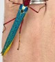 Colorful Stick Insects