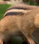 Chipmunk Stuffs Cheeks With Peanuts