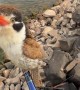 Cute Bird Lands on Fishing Rod