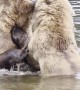 Two Brown Bears Splash And Play At Brooks Falls