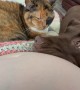 Pets React To Baby Moving In Belly