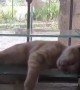 Kitten Naps on Glass Jalousie